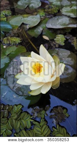Flor Hermosa Y Natural De Supervivencia Acuática