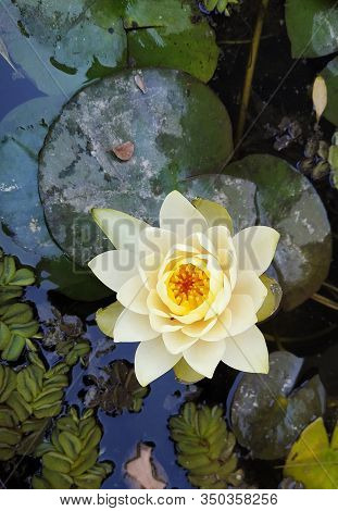 Flor O Planta Acuática, Beautiful Aquatic Flower