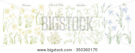 Set Of Spring Flowers: Iris, Lily Of The Valley, Snowdrop, Daffodil. In Art Nouveau Style, Vintage, 