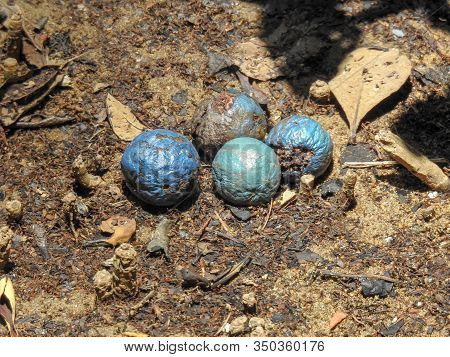 Blue Quandong Fruit In The City Botanic Garden, Brisbane, Australia