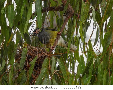 Nest Of Australasian, Or Green, Figbirds On Magnetic Island, Australia
