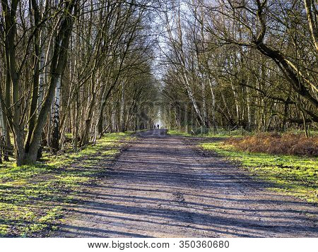 Bare Winter Trees Lining A Trail Through The Woods At Skipwith Common National Nature Reserve, North