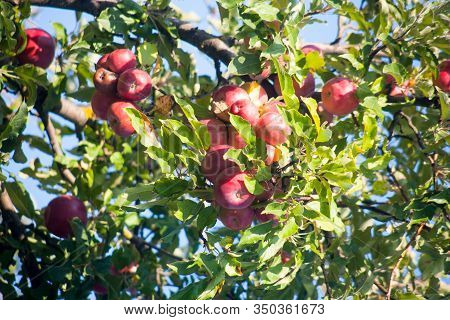 Ripe Red Idared Apples Hang On A Tree In The Garden. Agricultural Farm For Growing Apples. Harvestin