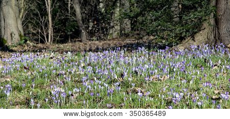 Detail Of Violet Crocus Bloomin In The Rosegarden In Darmstadt, Germany