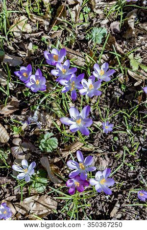 Detail Of Violet Crocus Bloomin In The Rosegarden In Darmstadt, Germany