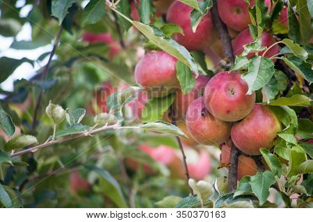 Ripe Red Idared Apples Hang On A Tree In The Garden. Agricultural Farm For Growing Apples. Harvestin