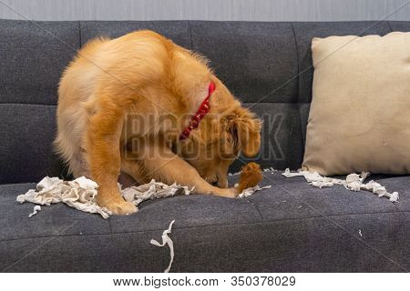Dodgy Golden Retriever Puppy Biting Toilet Paper On Sofa