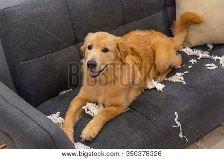 Golden Retriever Dog Playing Tissue On Sofa At Living Room