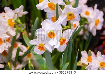 Daffodil, Geranium A Rare Fragrant With Beautiful Flowers, There Is A Resounding Sweetness That Is E