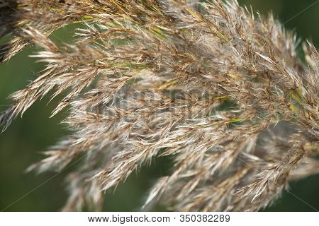 Details Of One Dry Reed Grass On A Green Background. Macro Closeup Single Golden Reed Grass