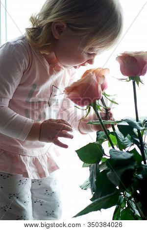 A Little Girl Looks At And Sniffs Peach-colored Roses