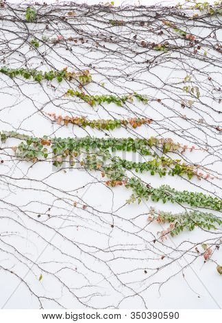 ivy isolated on a white background.