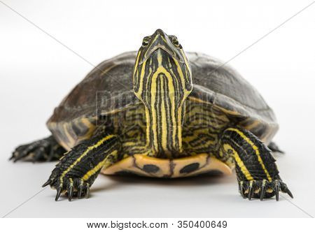 Pond slider, Trachemys scripta, isolated on white