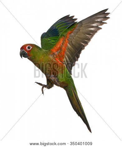 Golden-capped Parakeet, Aratinga auricapilla aurifrons, 6 months old, flying in front of white background