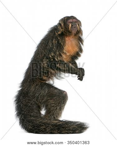Saki, Pithecia pithecia, 4 years old, in front of white background