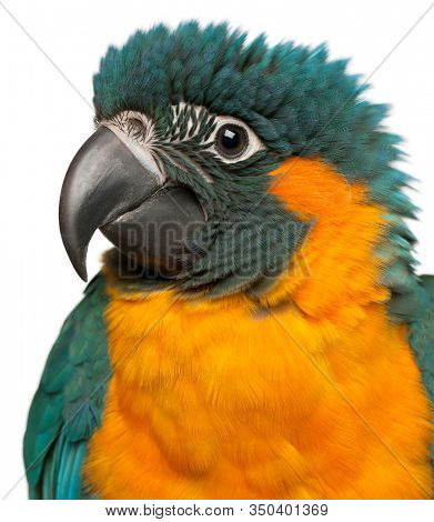 Blue-throated Macaw, Ara glaucogularis, 4 months old, in front of white background