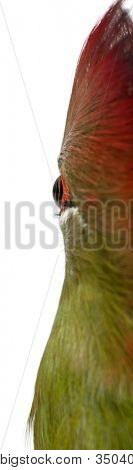 Fischer's Turaco, Tauraco fischeri, 6 months old, in front of white background