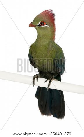 Fischer's Turaco, Tauraco fischeri, 6 months old, in front of white background