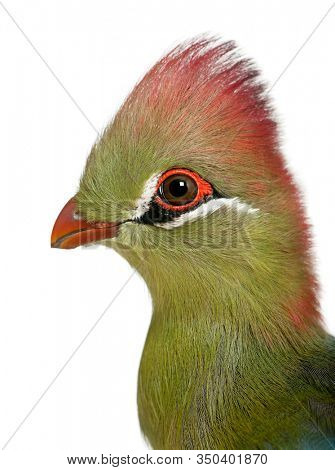 Fischer's Turaco, Tauraco fischeri, 6 months old, in front of white background