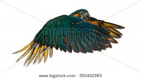 Blue-throated Macaw, Ara glaucogularis, 4 months old, flying in front of white background