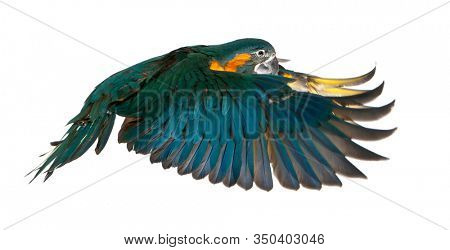 Blue-throated Macaw, Ara glaucogularis, 4 months old, flying in front of white background