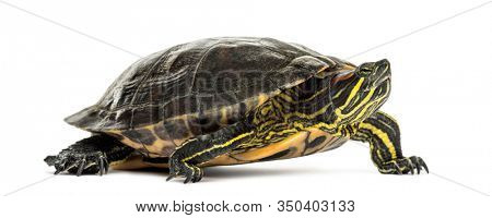 Pond slider, Trachemys scripta, isolated on white