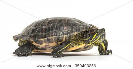 Pond slider, Trachemys scripta, isolated on white