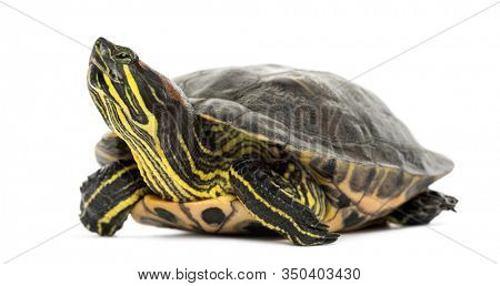 Pond slider, Trachemys scripta, isolated on white