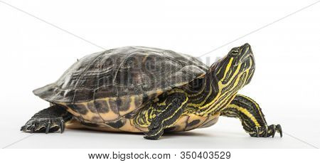 Pond slider, Trachemys scripta, isolated on white