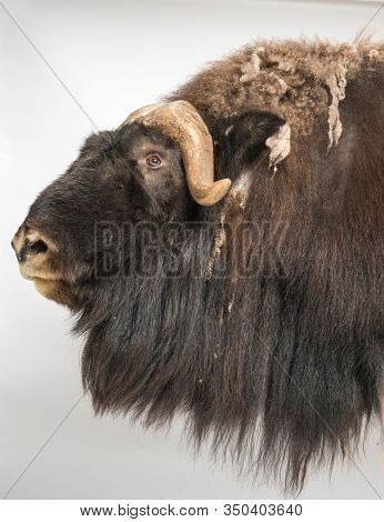 Muskox, Ovibos Moschatus, isolated on white