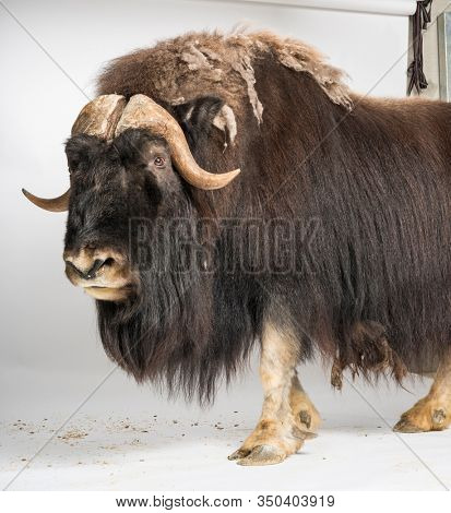 Muskox, Ovibos Moschatus, isolated on white