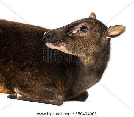 Close-up of a Visayan spotted deer, Rusa alfredi, isolated on white
