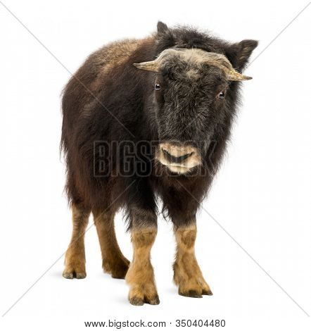 Front view of a Young Muskox standing, looking at the camera, Ovibos moschatus, 1 year old, isolated on white