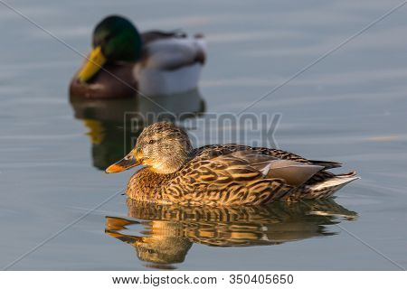 Natural Mallard Ducks Couple (anas Platyrhynchos) With Female In Foregound