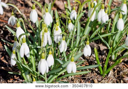 Snow-white Snowdrop Or Galantus,spring Flower On A Flower Bed