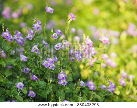 Creeping Foxglove, Acanthaceae, Creeping Foxglove Name Purple Flower Spreading, Herbaceous Groundcov