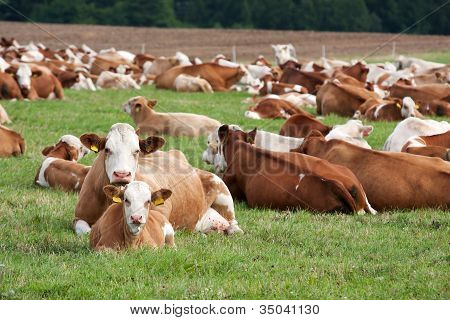 Dairy Cows In Pasture