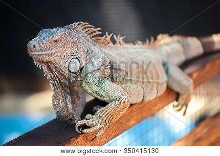 A Male Green Iguana Or American Iguana With Spines And Dewlap A Large Neck Bag