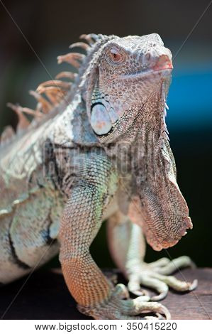 A Male Green Iguana Or American Iguana With Spines And Dewlap A Large Neck Bag