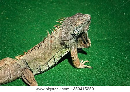 A Male Green Iguana Or American Iguana With Spines And Dewlap A Large Neck Bag