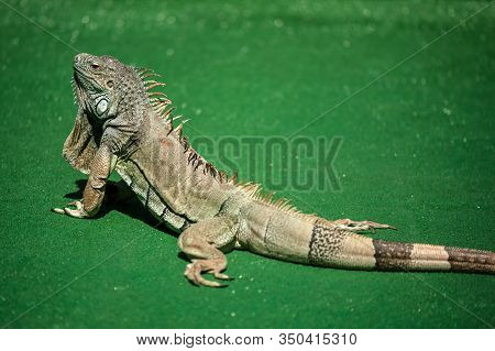A Male Green Iguana Or American Iguana With Spines And Dewlap A Large Neck Bag