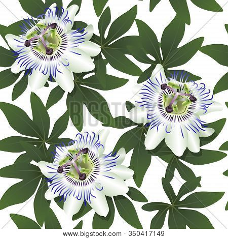 Seamless Pattern With Passionflower On A White Background