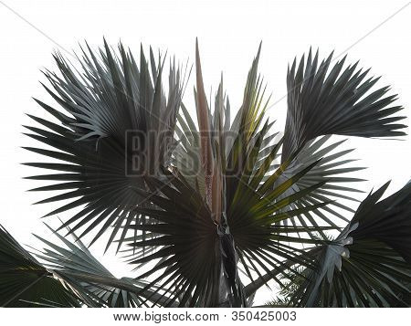 Cut Outline Green Leaves Plam Isolated On White Background