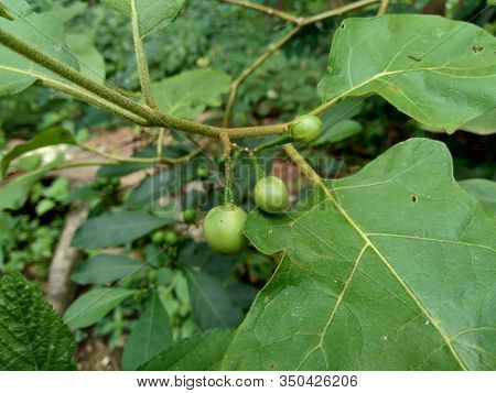 Mini Eggplant (solanum Torvum) With Green Leaves And White Flowers