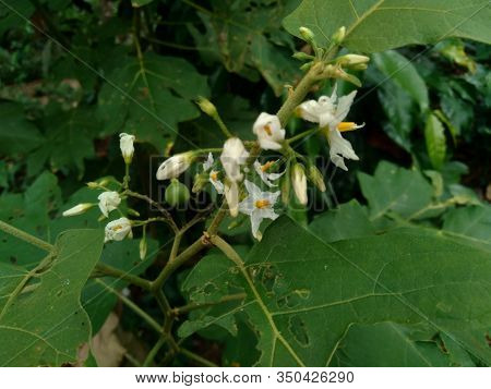 Mini Eggplant (solanum Torvum) With Green Leaves And White Flowers