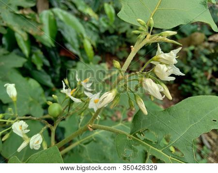 Mini Eggplant (solanum Torvum) With Green Leaves And White Flowers