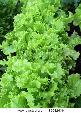 Káposzta saláta ágyon.