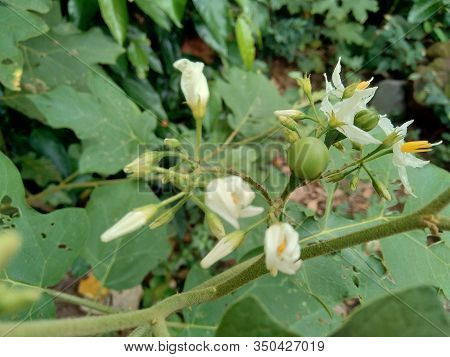 Mini Eggplant (solanum Torvum) With Green Leaves And White Flowers