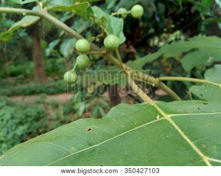 Mini Eggplant (solanum Torvum) With Green Leaves And White Flowers