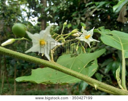 Mini Eggplant (solanum Torvum) With Green Leaves And White Flowers